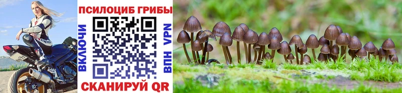 где можно купить наркотик  Куртамыш  Галлюциногенные грибы GOLDEN TEACHER 